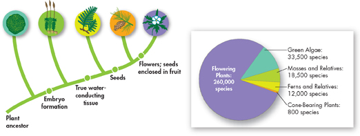 A pictorial showing plant ancestor, embryo formation, true water conducting tissue, seeds, flowers; seeds enclosed in fruit. Also a pie chart of five major groups of plants.