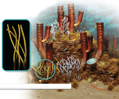 Corals and sponges in ocean with green algae in an inset diagram.
