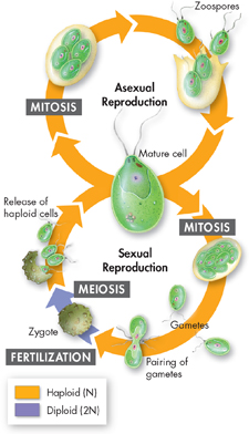 A life cycle of chlamydomonas where the green alga Chlamydomonas can switch from
 asexual reproduction to sexual reproduction as environmental conditions change.