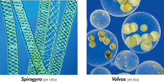 Spirogyra and volvox colonies.