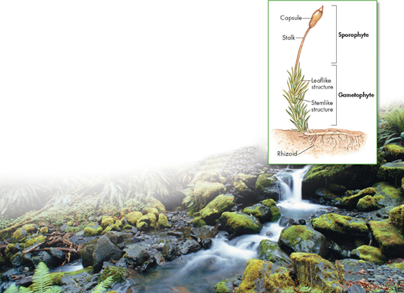 A structure of moss showing Rhizoid below the ground and leaflike and stemlike structure above ground as gametophyte. A Stemlike structure further extended as a stalk and ends with a capsule at top of the structure. Both stalk and capsule are sporophyte.
