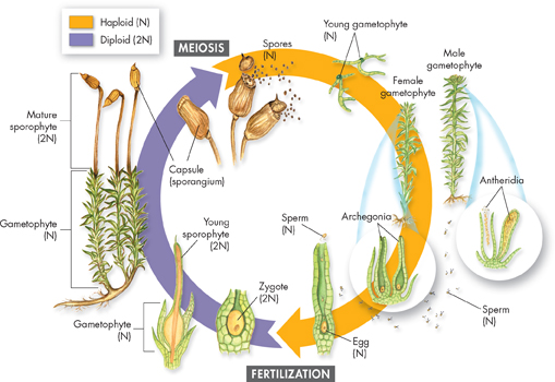 Life cycle of a moss.