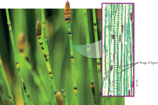 Horsetails with an inset diagram that is a micrograph of its vascular tissue 'tracheids' surrounded by lignin.