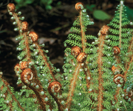 A fern with large delicate leaves.