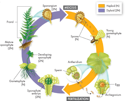 Life cycle of a fern.