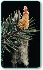 A pollen cone on a pine tree.