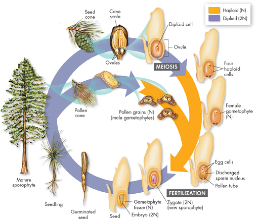 An illustration showing a Pine's Life Cycle.