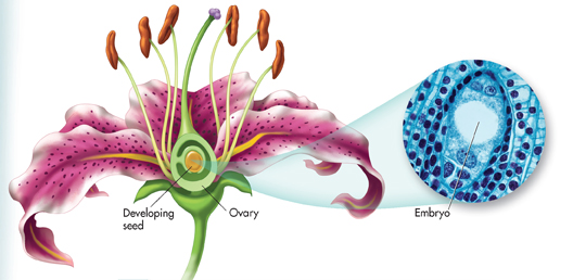 A pictorial anatomy of a flower showing ovary and developing seed with an inset diagram of an embryo.