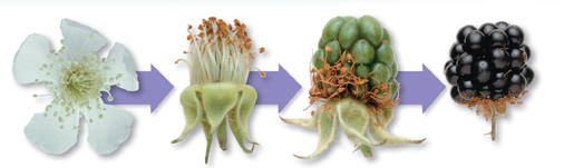 The development of a blackberry flower into cluster of a blackberry fruit.