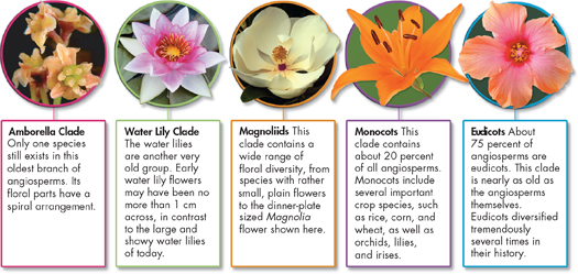 An illustration of five major Angiosperm clades:
 Amborella Clade
 Water Lily Clade 
 Magnoliids Monocots
 Eudicots