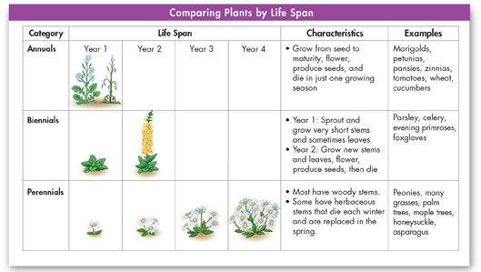 A table comparing plants by life span.