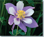 A flower with blue and white petals.