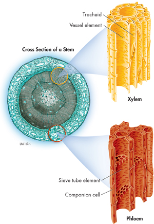 A cross section of a stem showing xylem and phloem tissues in two inset diagrams. A xylem's cross section showing tracheid and vessel element while phloem's cross section showing Sieve tube element and companion cell.