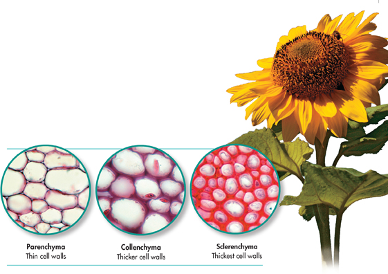 A sunflower and its three ground tissues of Parenchyma, Collenchyma and Sclerenchyma.
