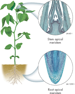 A plant with its root's and stem's tip magnification in two inset diagrams showing a root apical meristem and a stem apical meristem.