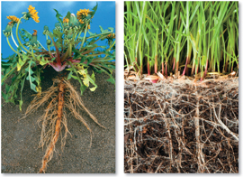 A taproot system and a fibrous root system.