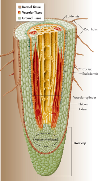 An illustration of anatomy of root.
