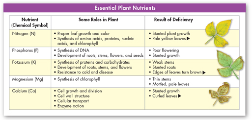 A table showing essential plant nutrients.

