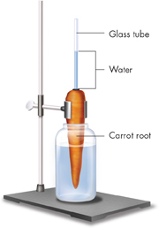 A pictorial demonstration of root pressure with the help of carrot, water and a glass tube.