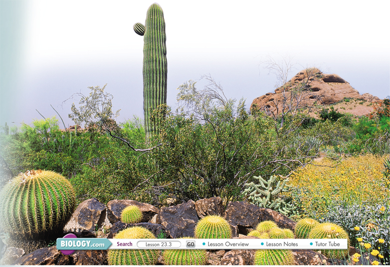 A cactus field.