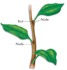 An anatomy of a stem showing a bud and a node.