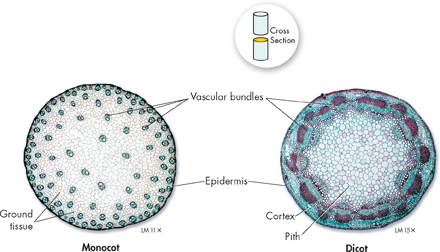 A cross section of monocot and dicot stems showing ground tissues, epidermis and vascular bundles in monocot as well as vascular bundle, epidermis, cortex and pith in dicot stem.