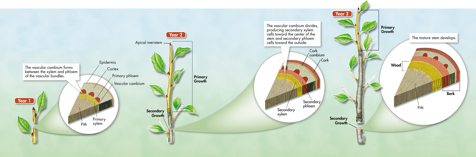 A pictorial showing primary and secondary growth of stem in year one and year two with an inset diagram showing the cross section of stem having epidermis, cortex, primary phloem, vascular cambium, primary xylem and pith.
