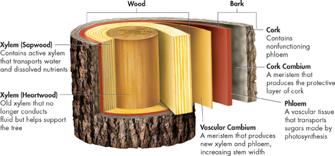 A pictorial showing bark and wood layer of a mature stem which further disintegrated into xylem (Sapwood), xylem (Heartwood), vascular cambium, phloem, cork cambium and cork.