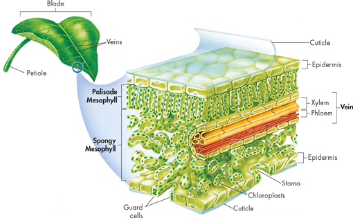 A leaf and its anatomy. The microscopic layers of leaf is showing a cuticle. Epidermis, palisade mesophyll, spongy mesophyll, xylem, phloem, stoma, chloroplasts and guard cells is marked in the diagram.