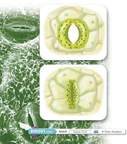 Two stomata of camellia leaf with one partially opened and the other one closed.