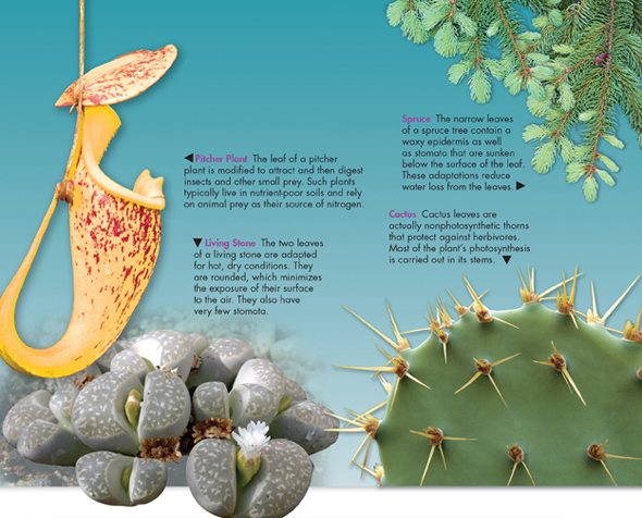 Four leaves - one each of Pitcher plant, Living stone, Spruce and Cactus.