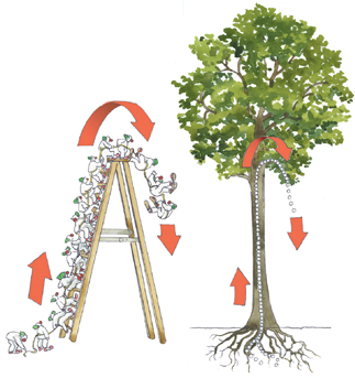 An analogy of chain of circus clowns climbing a tall ladder and the chain of water molecules in a plant extending from leaves to roots.