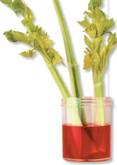 Three celery stalks kept in plastic container holding water and food color with one stalk having no leaves.