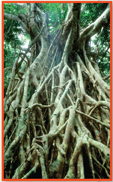 A hollow tree, "Strangler fig".