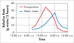 A graph of transpiration and water intake rate against time.