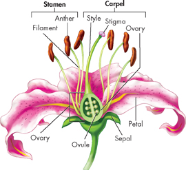 A diagram showing parts of flower which include Ovary, Ovule, Sepal, Petal, Stigma, Style, Anther and Filament.