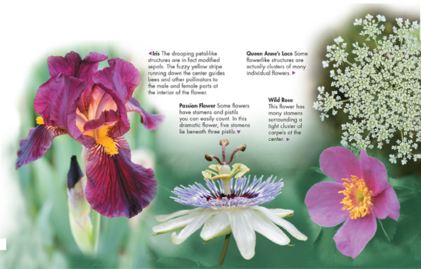 The four different flowers are Iris, Passion flower, Queen Anne's lace and Wild rose.