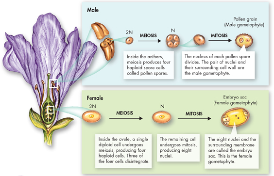 A diagram showing meiosis and mitosis inside anther and ovule of a flower.