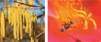 Flowers of an Oak tree on the left and a large bright flower with bee sitting on it on the right side.