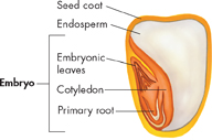 The inner part of a corn seed showing seed coat, endosperm, embryonic leaves, cotyledon and primary root.