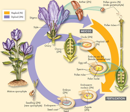 An angiosperm's life cycle showing the haploid and diploid stage.