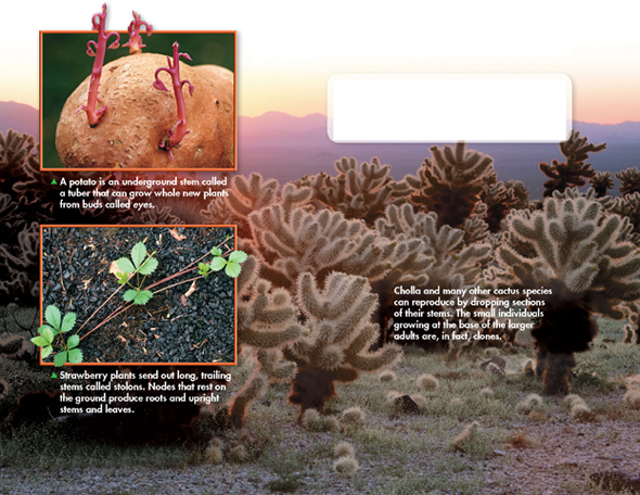 A cactus species named "Cholla" in background with one picture of tomato with buds and the other of strawberry plant.