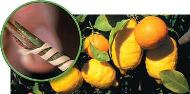 A plant bearing both lemons and oranges with an inset image of showing grafting of lemon and orange tree.