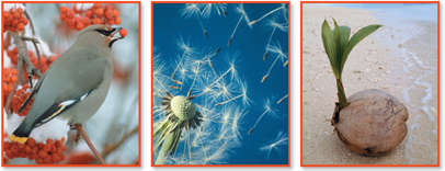 Three images of which Bohemian waxwing feasts sitting on berries in the extreme left, one parachute-like dandelion fruit in the middle and the buoyant coconut fruit beside a sea in the extreme right.