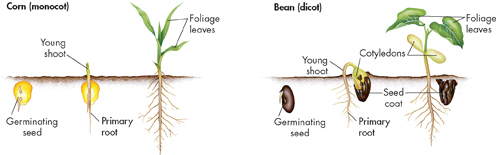 A comparison between germination of a corn and bean seed which are monocot and dicot in nature respectively.
