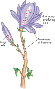 A pictorial showing a flower and its hormone producing a cell. The labels are: Hormone producing cells, Movement of hormone, and Target cells.