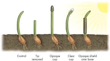 A pictorial showing Darwin's controlled experiment on seedling having tip removed, opaque cap, clear cap and opaque shield over base of seedling.