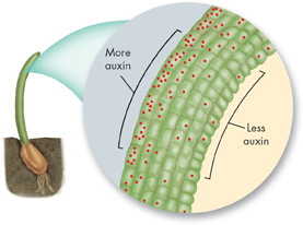 A microscopic illustration of shoot showing its more and less auxin part.