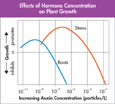 An inverted U-shaped curve captioned "Effects of hormone concentration on plant growth."