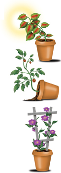 Three plants showing three tropisms.